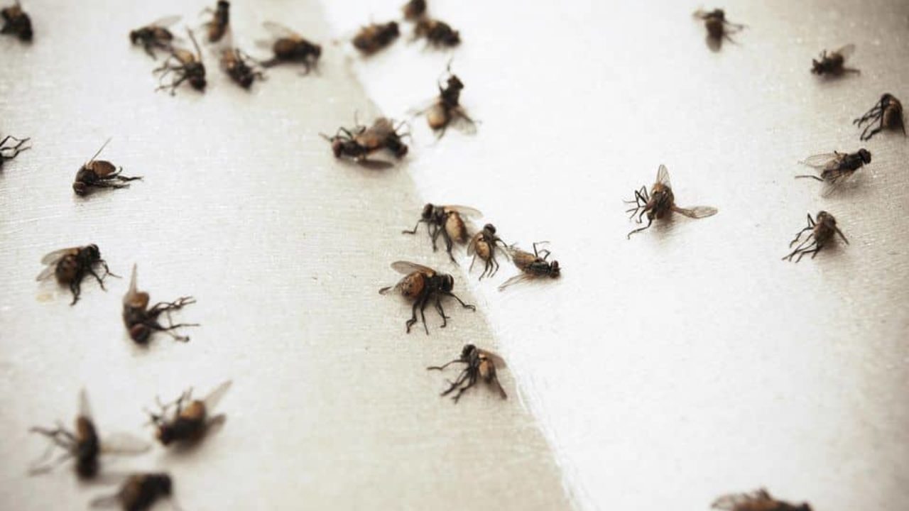 Come liberarsi dalle mosche: rimedi ed idee