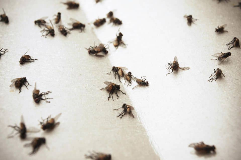 Al momento stai visualizzando Come liberarsi dalle mosche: rimedi ed idee