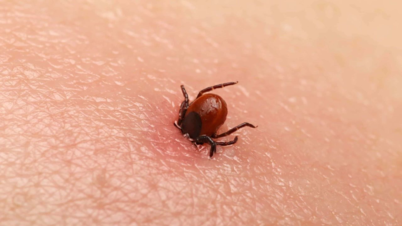 Cosa è la malattia Lyme?