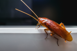 scarafaggi in casa da dove vengono