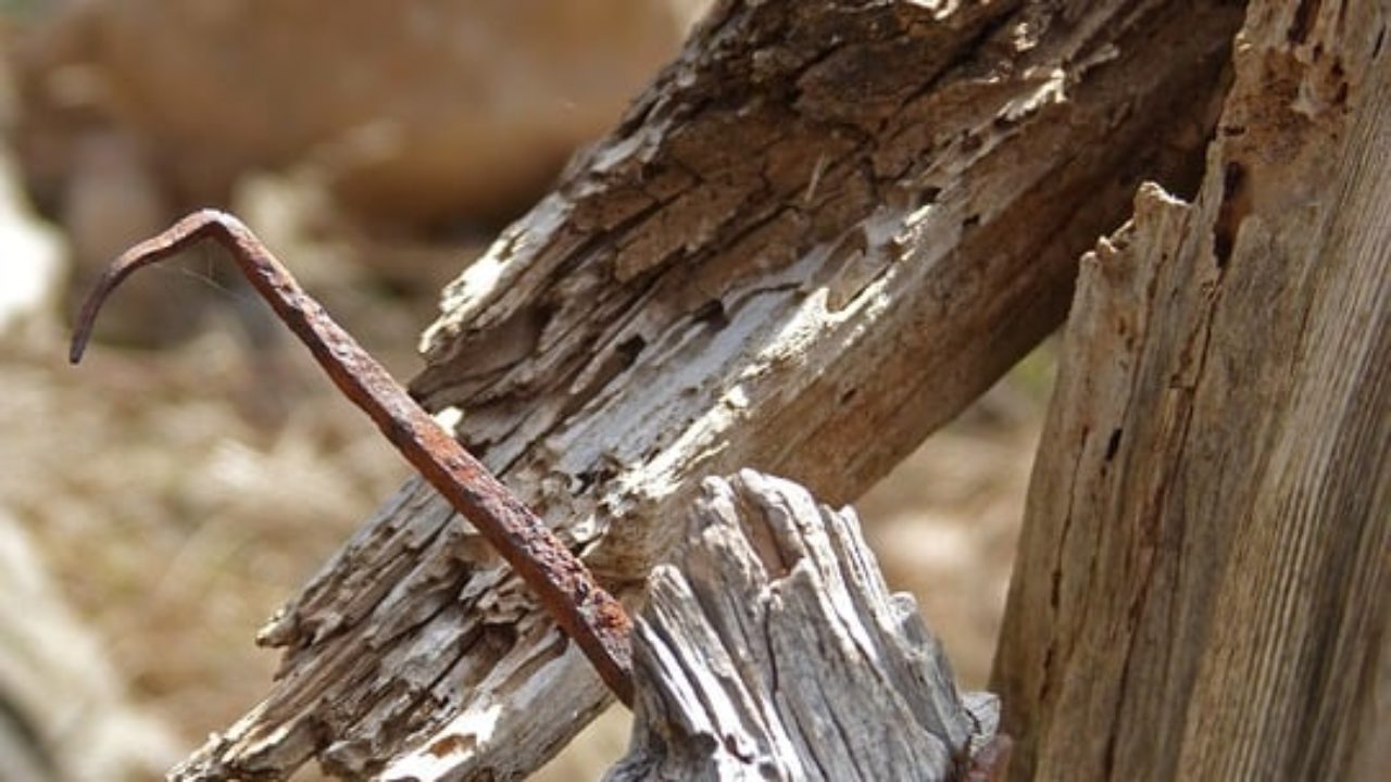 Insetti che mangiano il legno: scopri se hai un’infestazione
