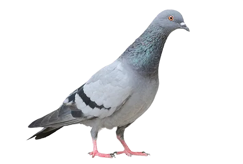 Columbidae