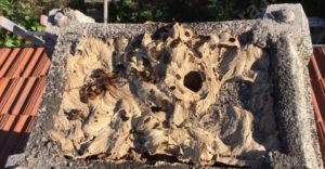 nido calabroni nella canna fumaria