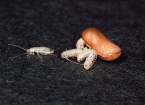 scarafaggi neonati
