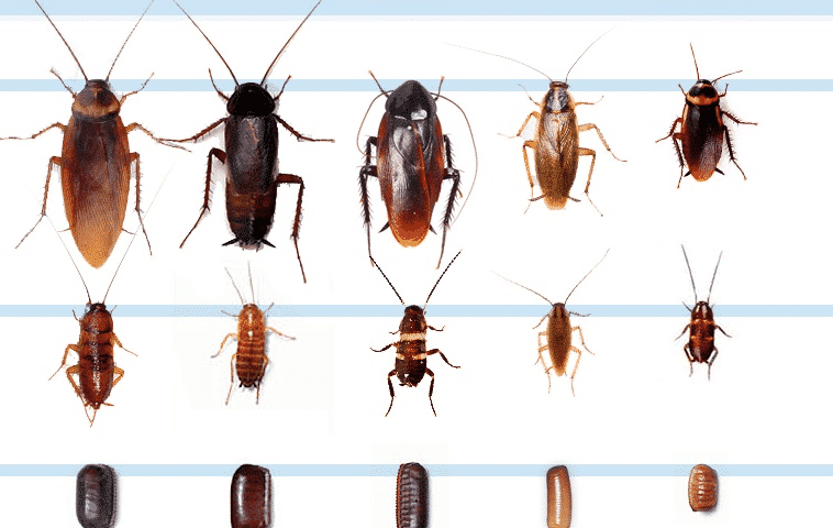 Al momento stai visualizzando Blatte neonate o scarafaggi piccoli? Come riconoscere insetti in appartamento