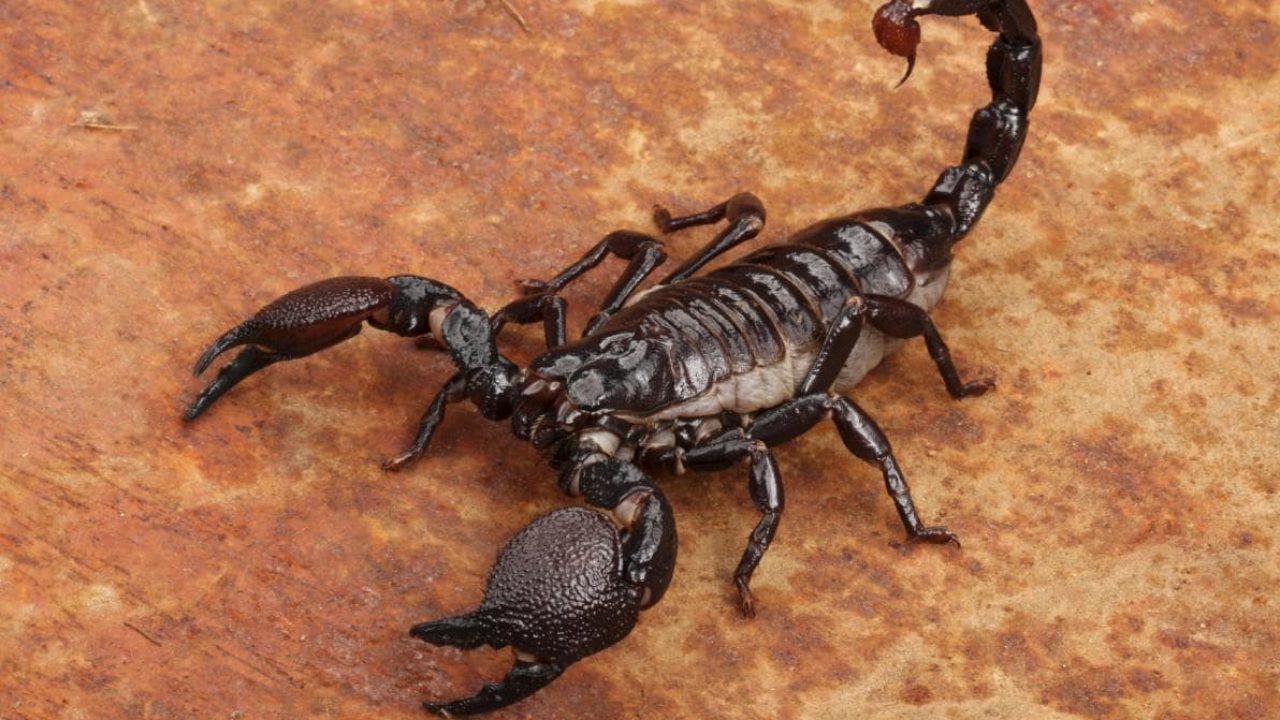 Scorpioni di campagna in casa: come eliminarli