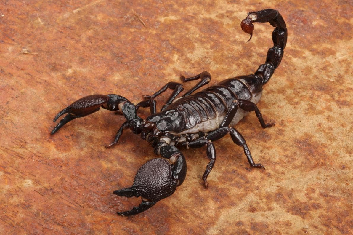 Al momento stai visualizzando Scorpioni di campagna in casa: come eliminarli