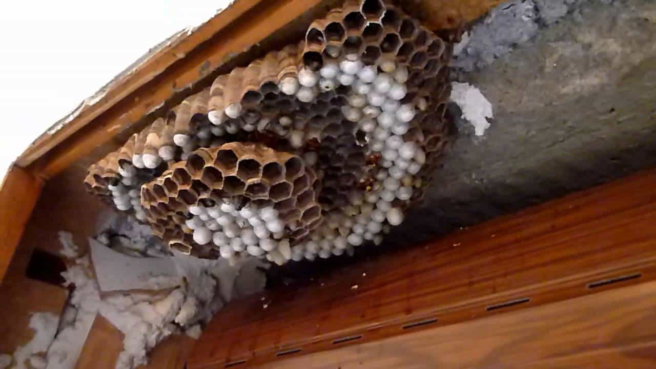 Nido di vespe nel cassonetto della tapparella